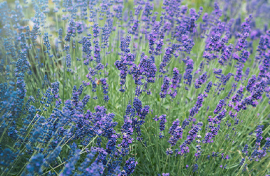 Så här odlar du lavendel