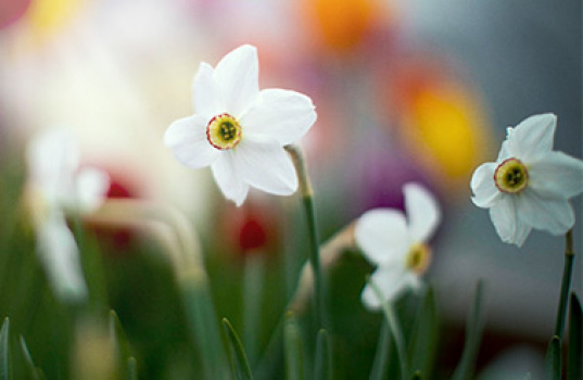 Vårblommande lök bland perenner