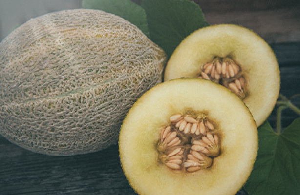 Hur man odlar melon