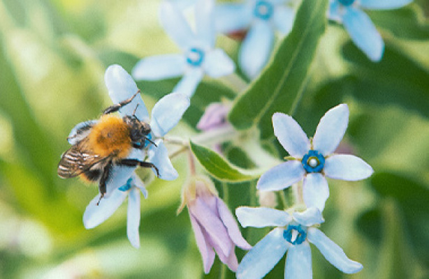 Pollinering - ett frö blir till