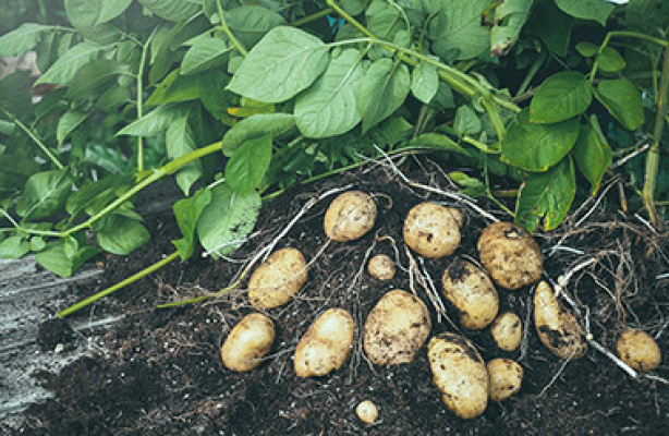 Odla potatis på balkong