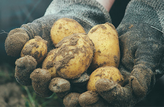 Odla potatis i pallkrage