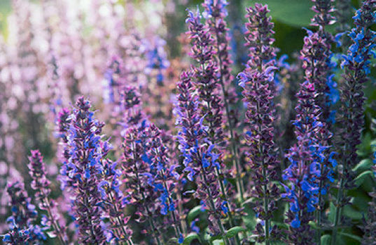 Salvia - blomma och kryddört