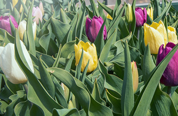 Vårblommande lök − hur, var, när?