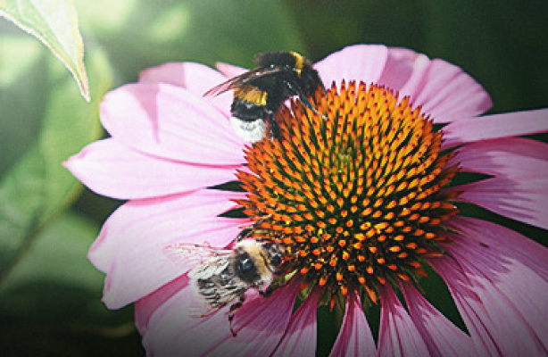 Blommor för insekter