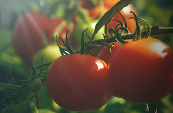 Guide: Odla egna tomater