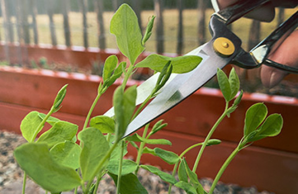 Toppa dina sådda plantor