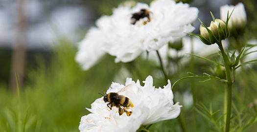 Dragväxter för pollinatörer