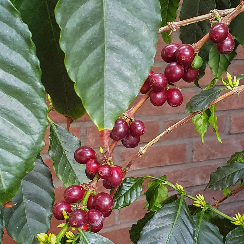 Arabiskt kaffe får röda frukter efter blom, vars frö utvecklas till kaffebönor.