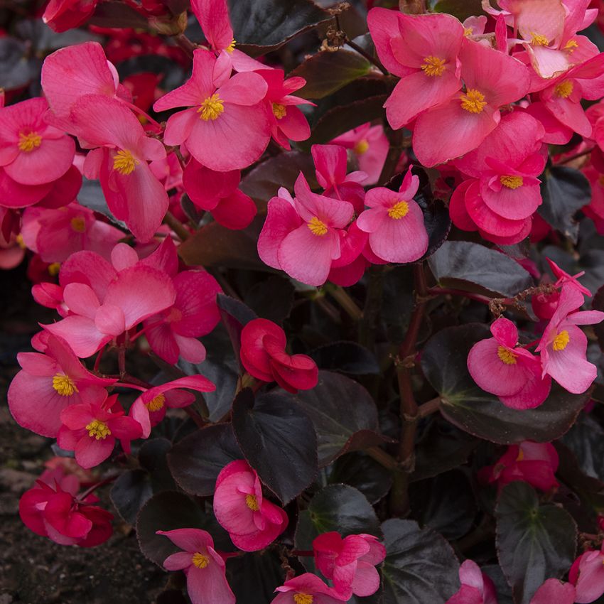 Begonia F1 ''Viking Pink on Chocolate'' Rosa begonia med mörkt bladverk.