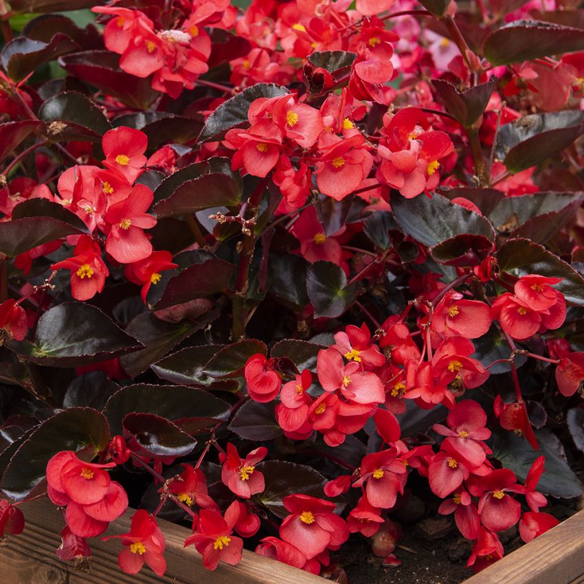 Begonia F1 ''Viking Red on Chocolate'' Scharlakansröd med mörkt bladverk.