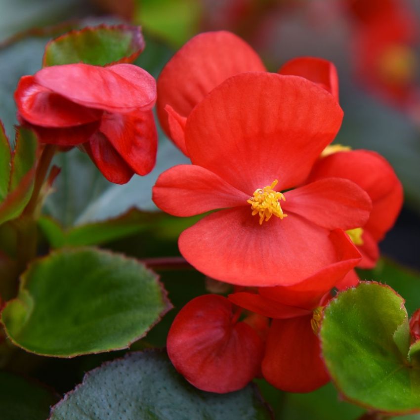 Rikblommande Sommarbegonia F1 'Super Olympia Red'