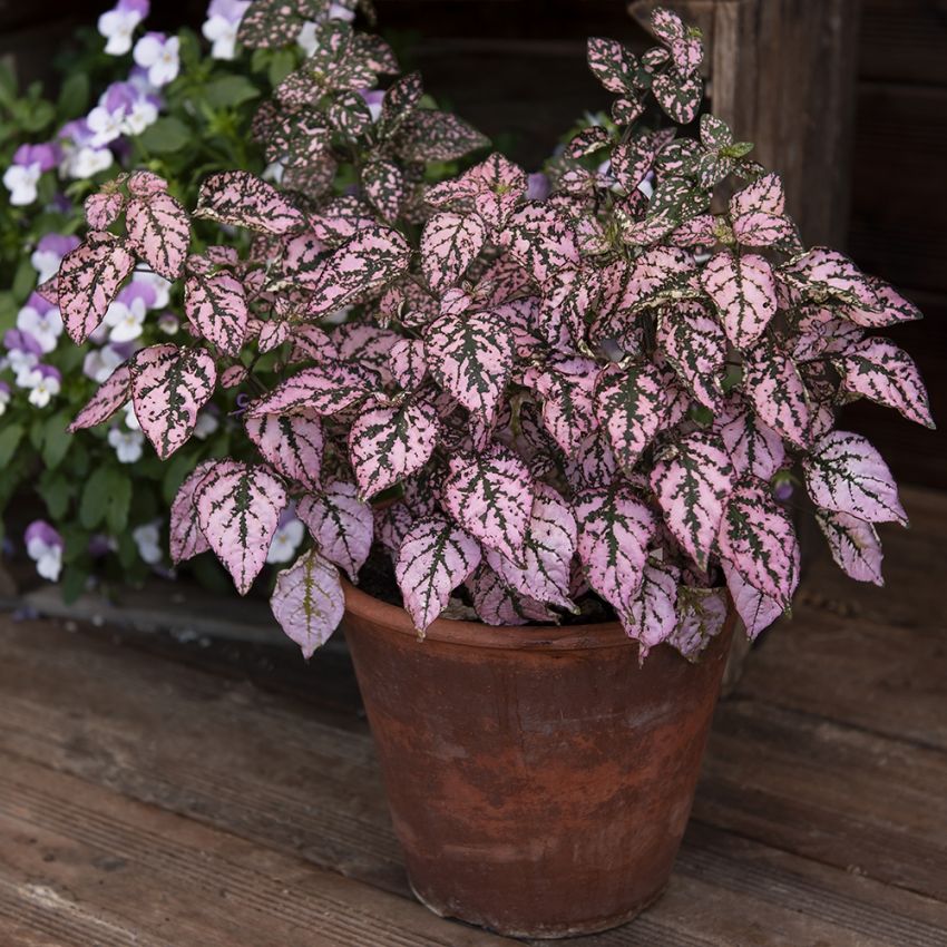 Rosenstänk 'Splash Select Pink', en retro krukväxt med ursprung i Madagaskar.