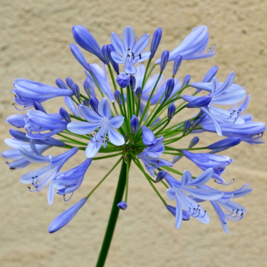 Afrikas Blå Lilja 'Blue Umbrella' i gruppen Fröer / Fleråriga krukväxter hos Impecta Fröhandel (1025)