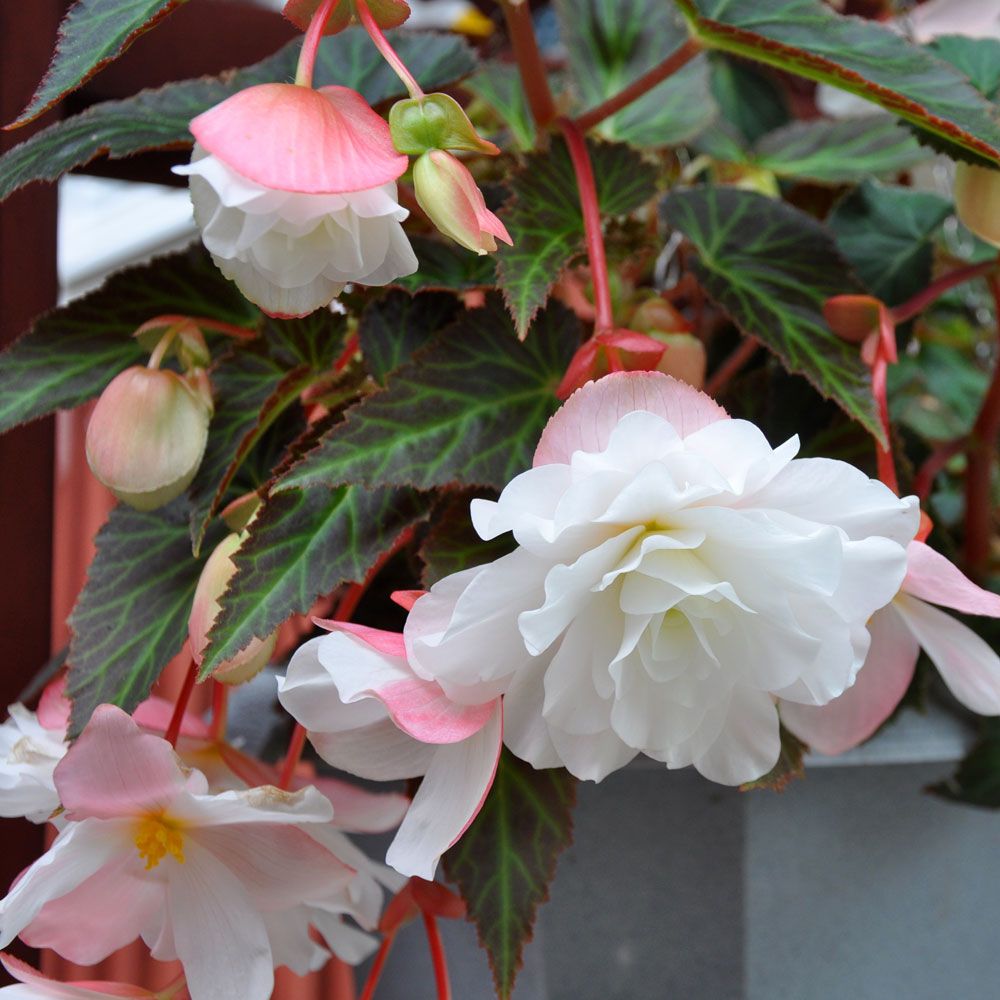 Hängbegonia F1 Illumination White har kaskader av vita, dubbla blommor.