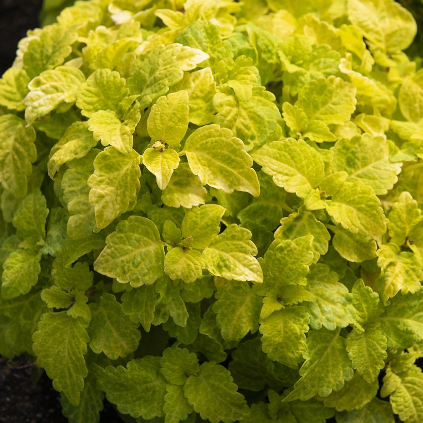 Palettblad ''Fareway Yellow'' Buskigt växt med blad från limegrönt till citrongu