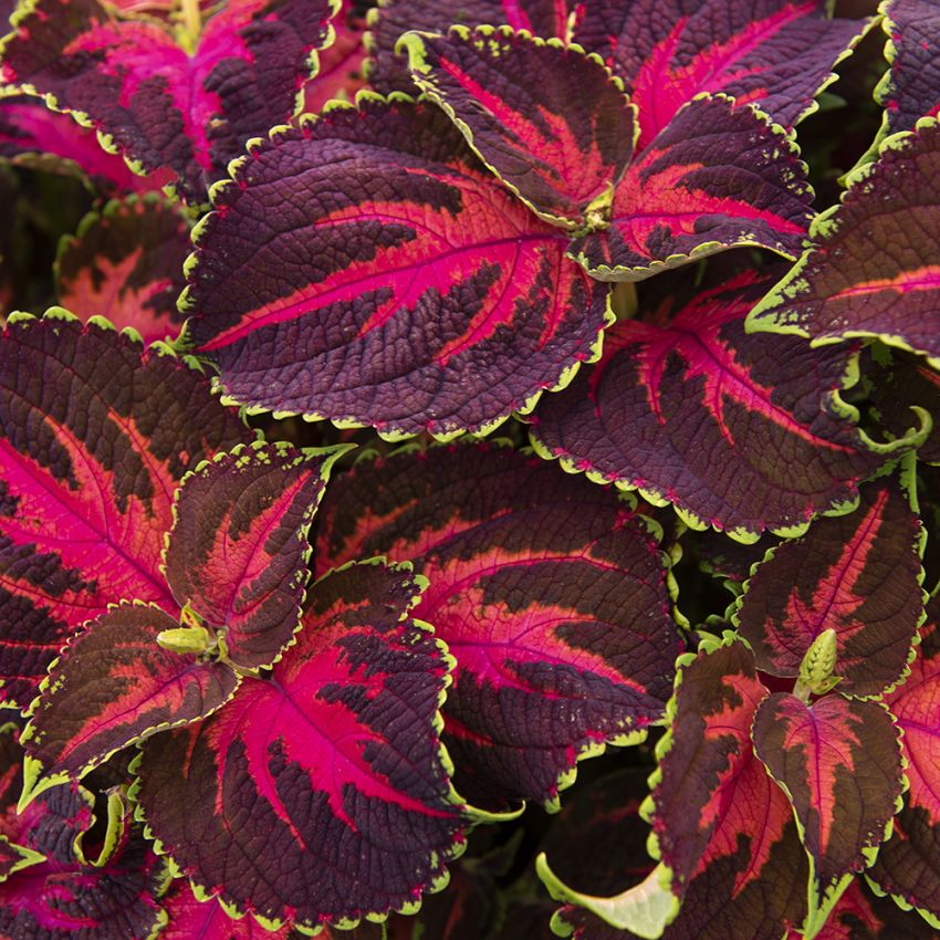 Palettblad ''Superfine Rainbow Festive Dance'' Roströd till purpur, rosa tecknin