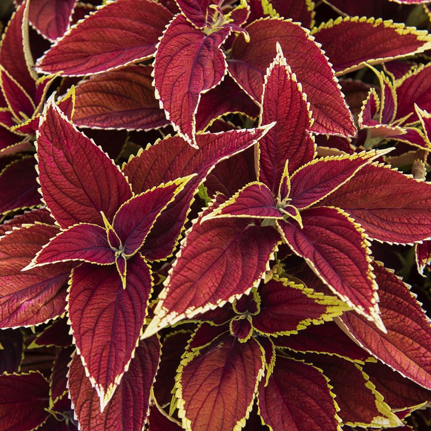 Palettblad ''''Premium Sun Ruby Heart''''