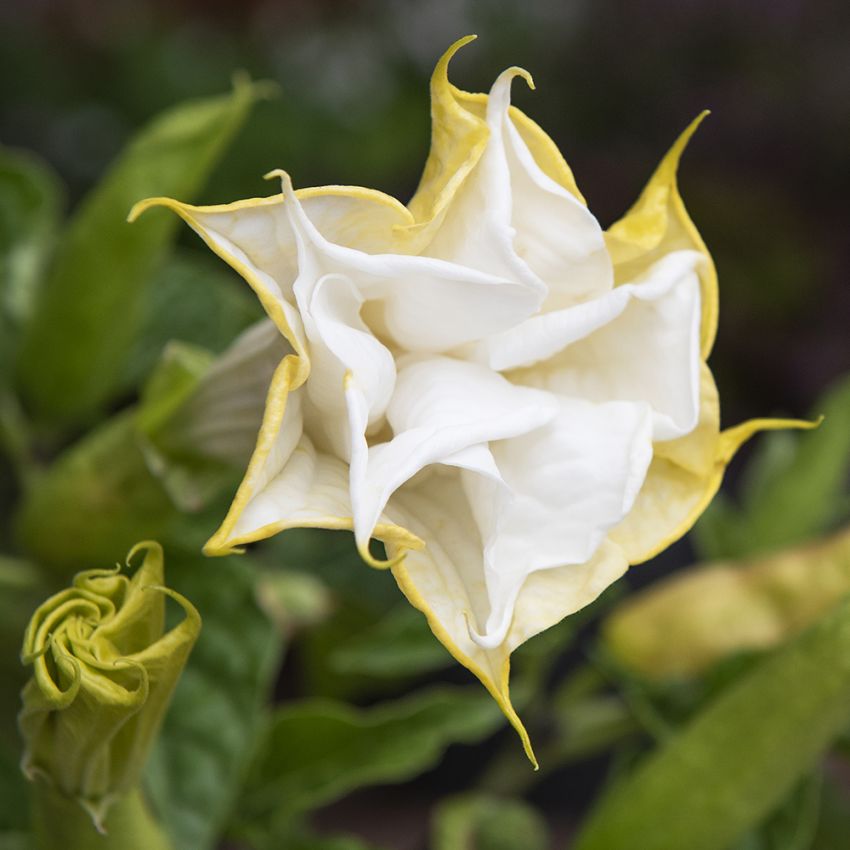  Indisk Spikklubba 'Double White' Trumpetformade stora blommor i gult och vitt