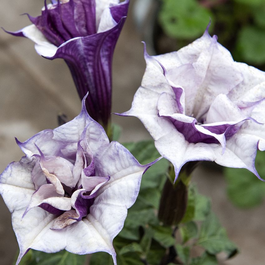 Indisk Spikklubba ''''Double Purple''''