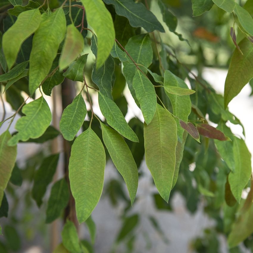 Degluptaeucalyptus odlas som dekorativ krukväxt, men även som mindre träd.