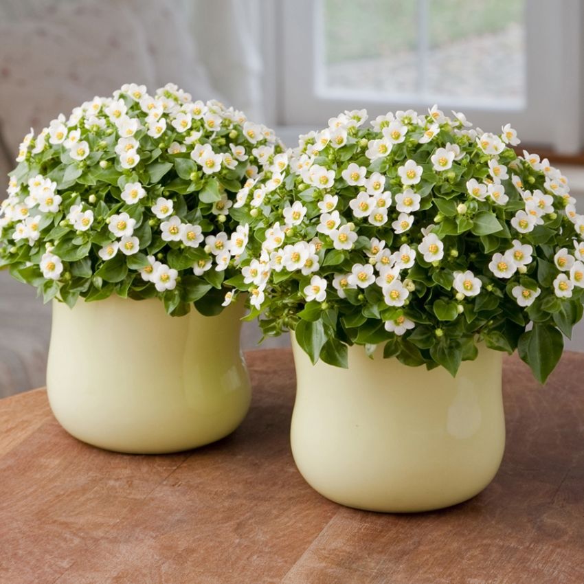 Blåöga 'Royal Dane White' har klotformade plantor täckta av vita blommor.