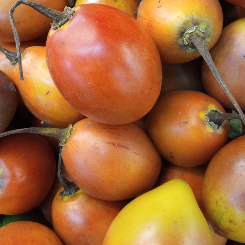 Tomatträd är släkting med tomat och ger tomatlika, röda, ätliga frukter.