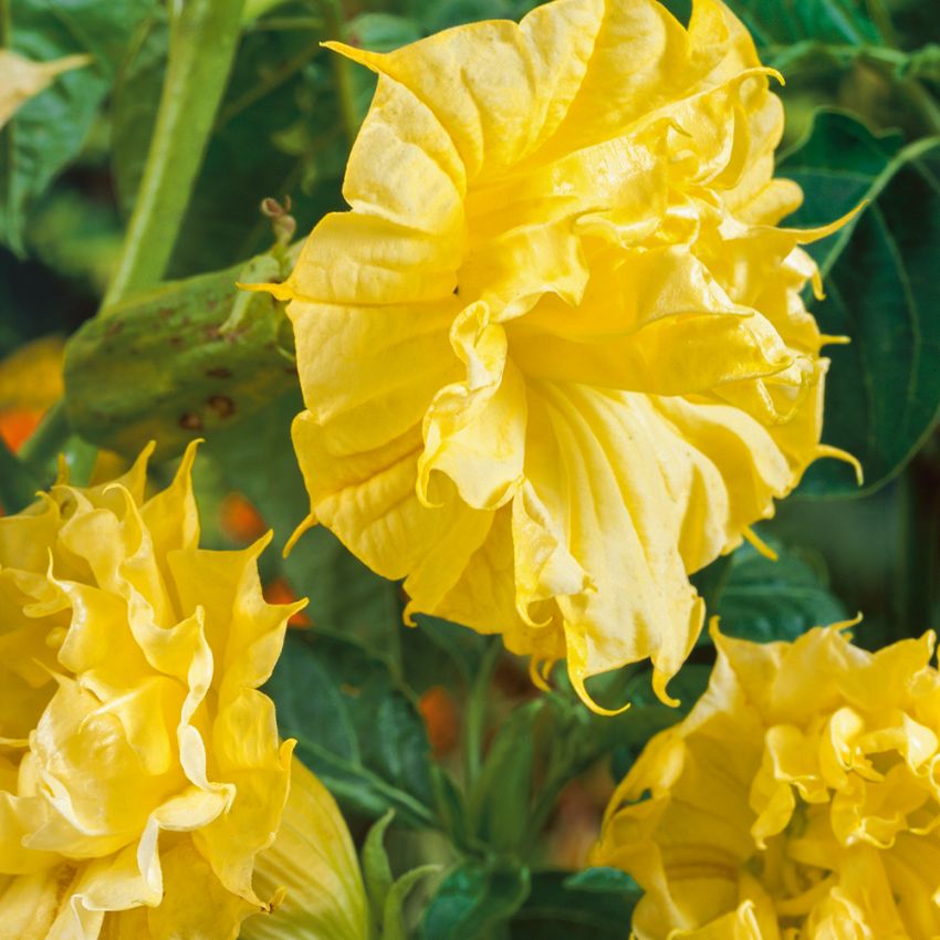 Indisk Spikklubba 'Golden Queen' guldgula, väldoftande trumpetblommor.