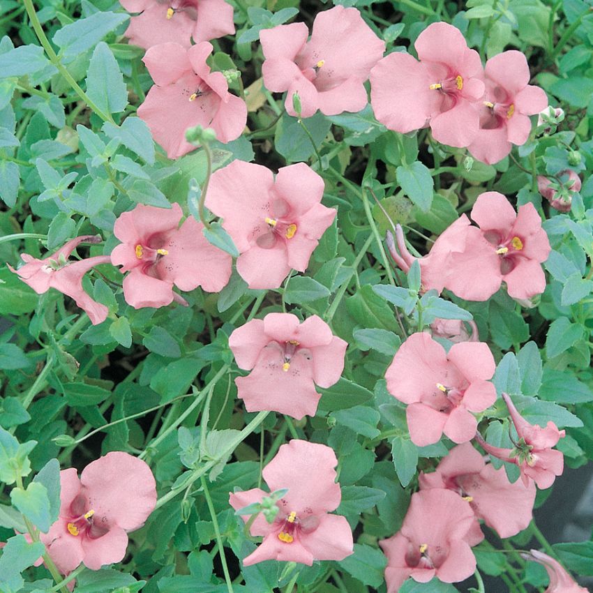 Tvillingsporre 'Pink Queen' Bedårande växt med mängder av laxrosa blommor.