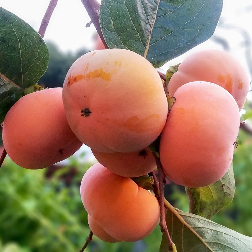 Kaki en dekorativ krukväxt med orange, aprikoslika mycket goda sharonfrukter.