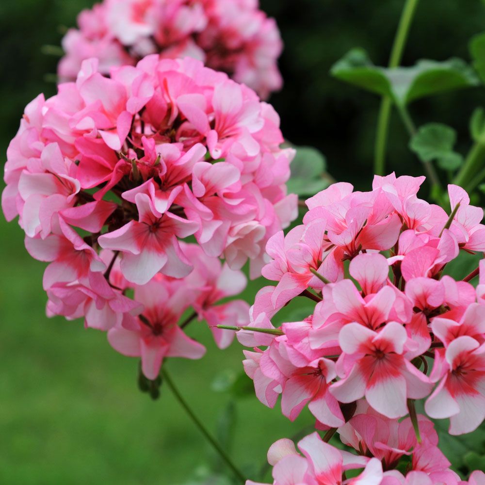 Pelargon F1 'Apache Star' Rikblommande med ljusrosa blommor på kompakta plantor.