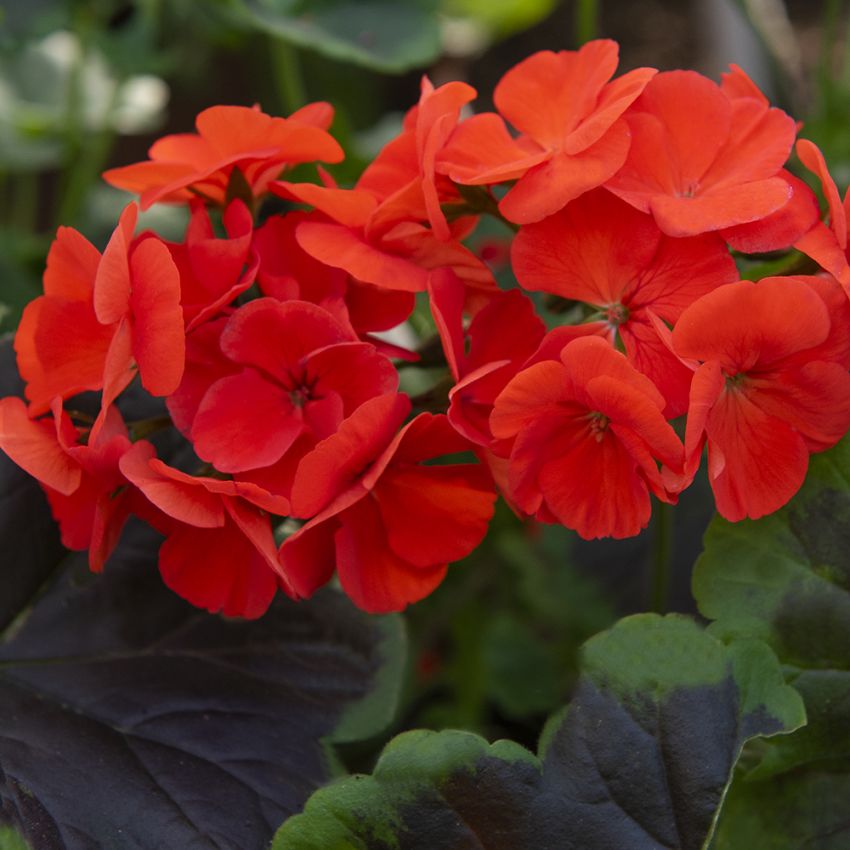 Pelargon F1 ''Night Scarlet''. Stora, scharlakansröda blommor.