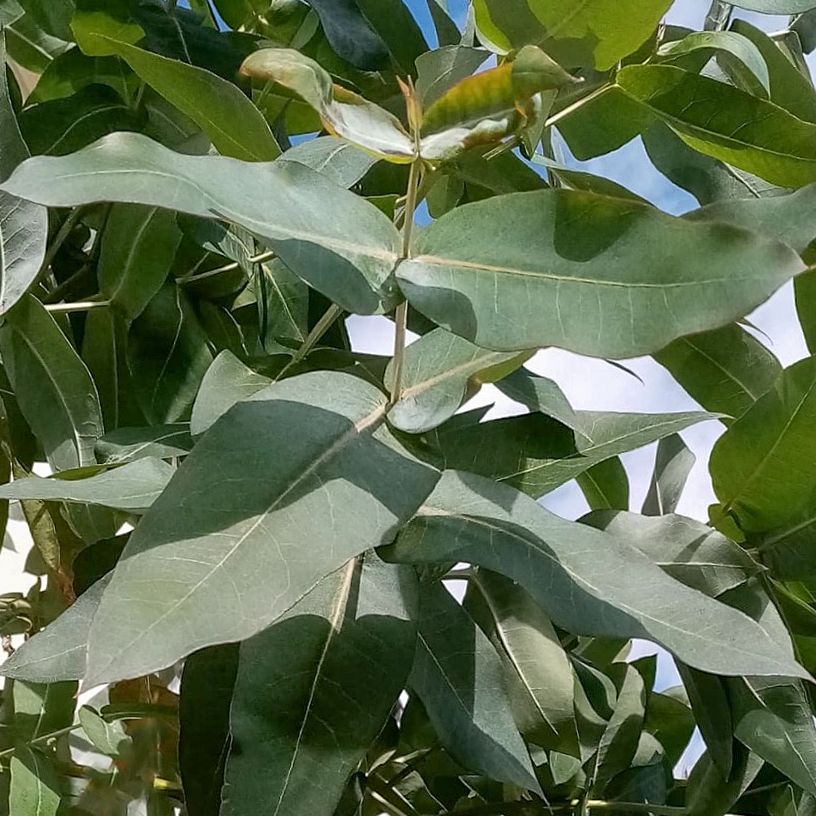 Feberträd Stora gråblågröna aromatiska blad som friskar upp rumsluften.