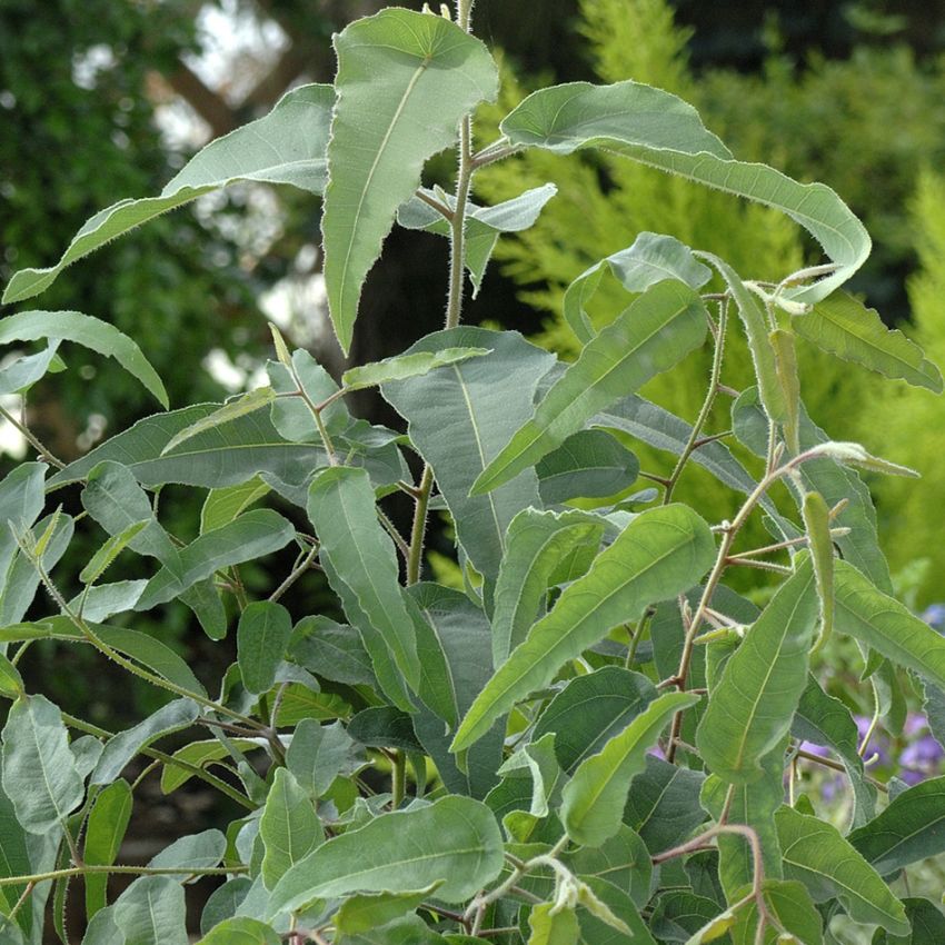 Citroneukalyptus dekorativa blad som avger en angenäm doft av citron.