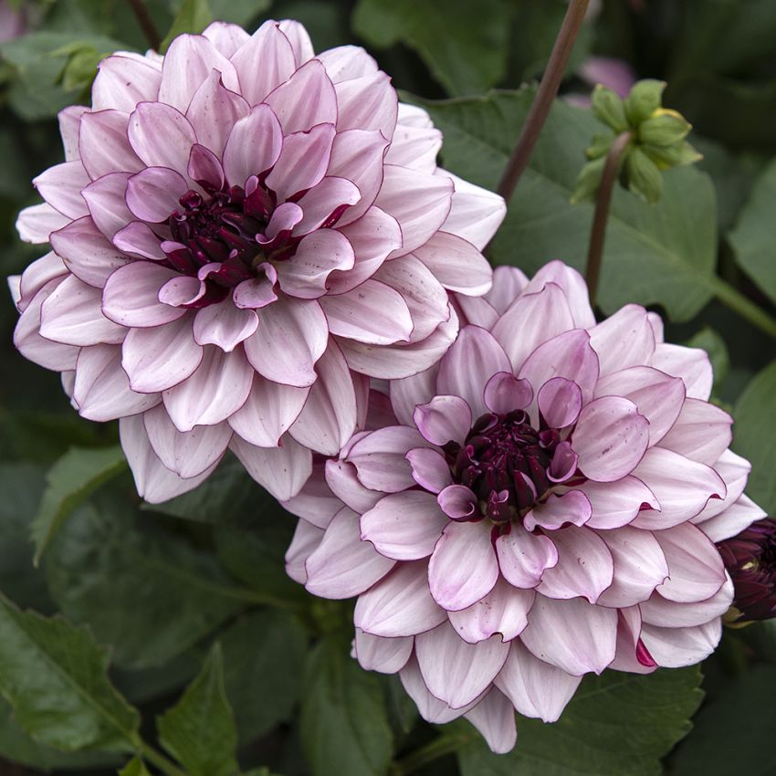 Näckrosdahlia ''Crème de Cassis'' 1 st