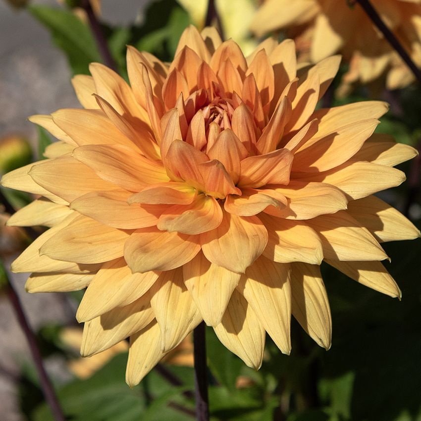 Dekorativdahlia ''Glorie van Noordwijk'' 1 st