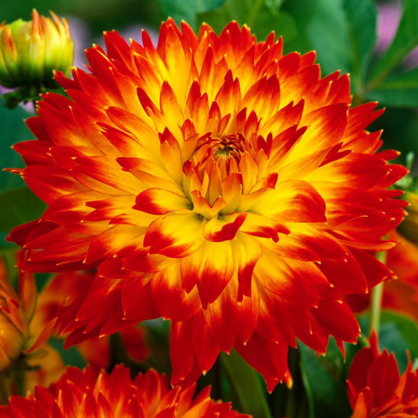 Dekorativdahlia ''Procyon'' 1 st