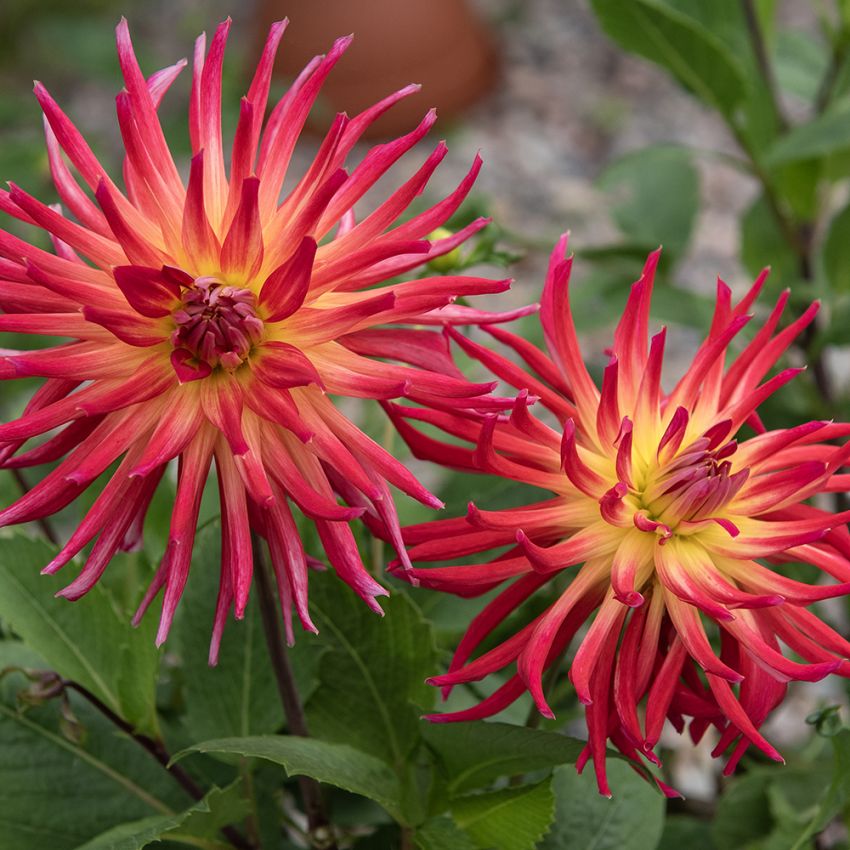 Kaktusdahlia ''Bora Bora'' 1 st