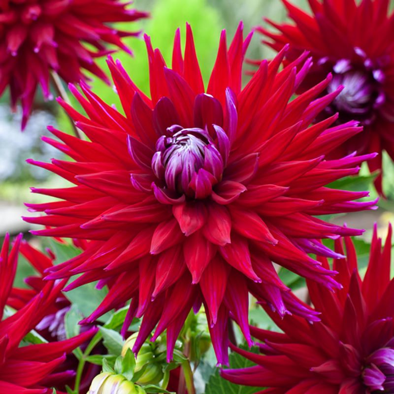 Kaktusdahlia ''Gerry Scott'' 1 st