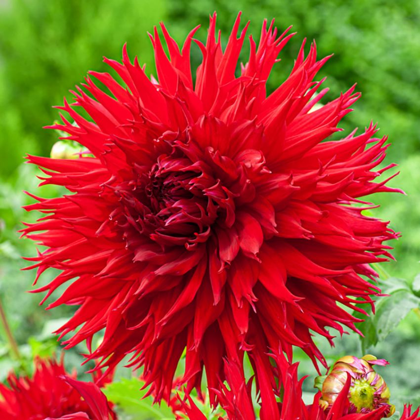 Fransdahlia ''Jaxon'' 1 st
