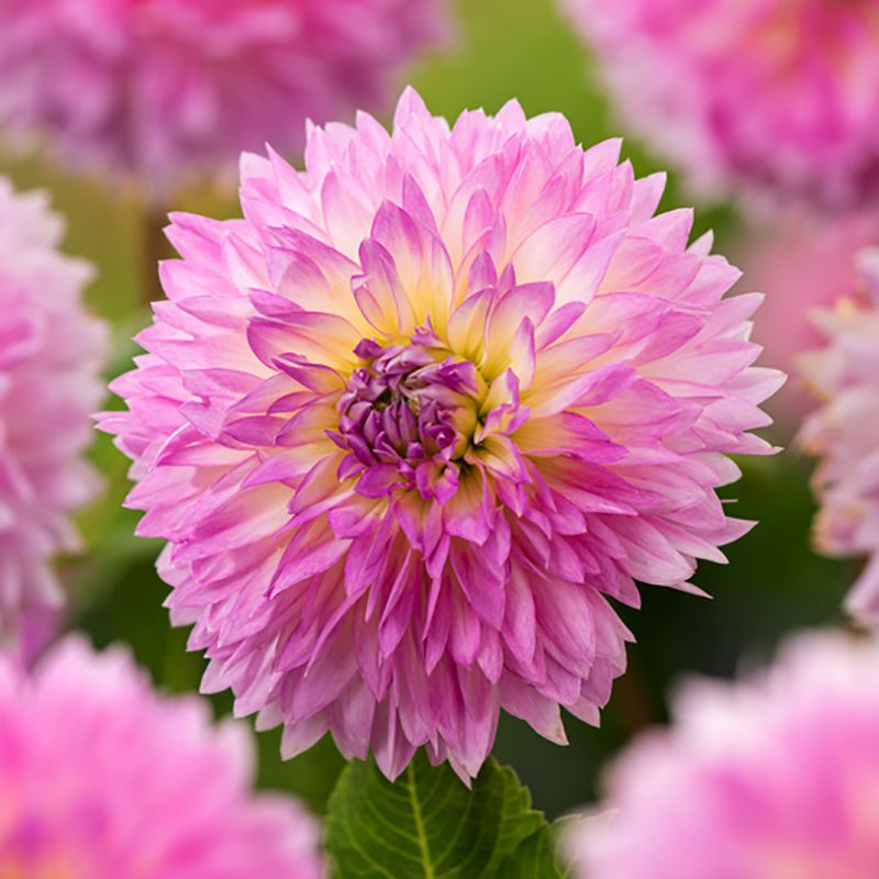 Fransdahlia ''Sakura Fubuki'' 1 st