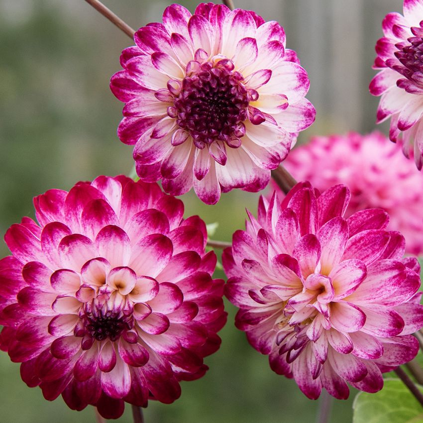 Pompondahlia ''''Little Robert'''' 1 st
