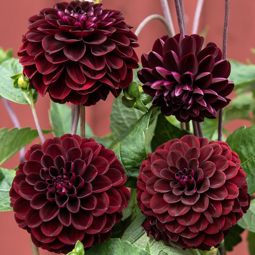 Pompondahlia ''''Natal'''' 1 st