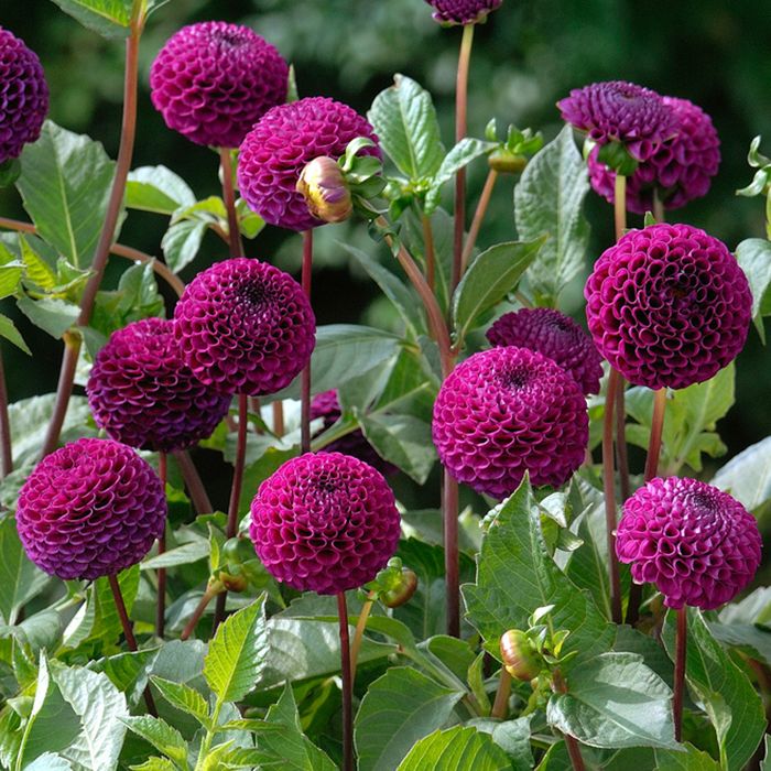 Pompondahlia 'Rocco', ca 6-8 cm stora, täta, perfekt bollrunda blommor i plommonlila till mörkt purpur.