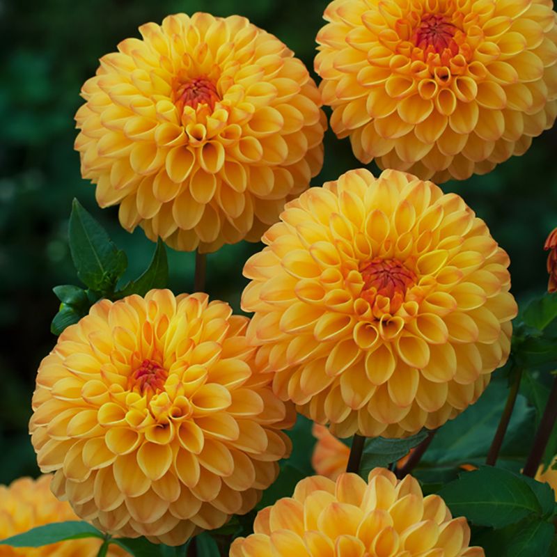 Pompondahlia ''''Souvenir d''''Ete'''' 1 st
