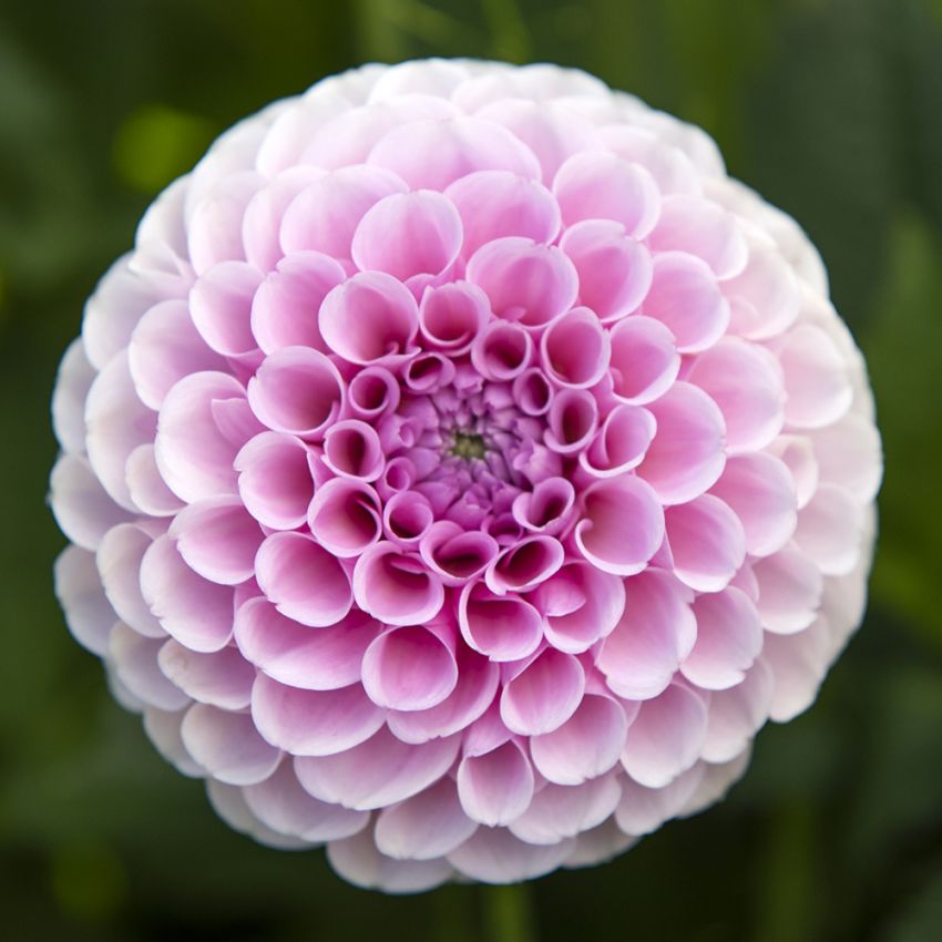 Pompondahlia ''''Stolze von Berlin'''' 1 st