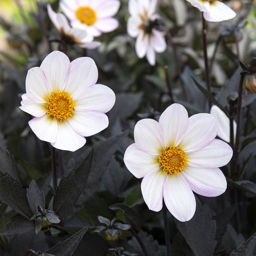 Enkel Trädgårdsdahlia ''''Dahlegria White'''' 1 st