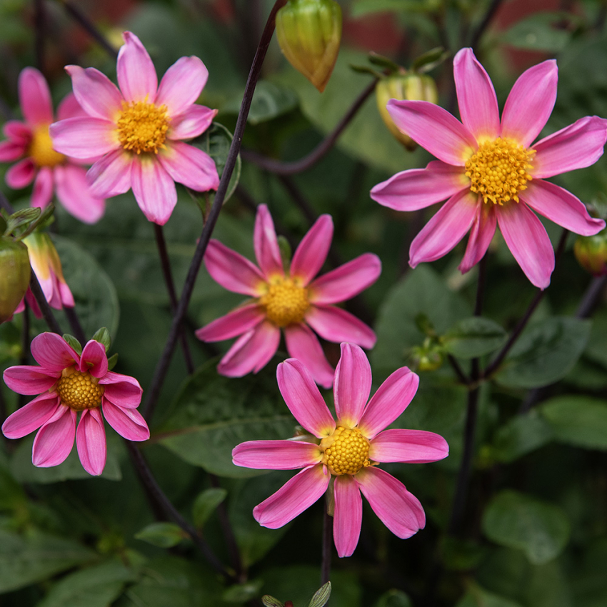 Enkel Trädgårdsdahlia ''Topmix Pink'' 1 st