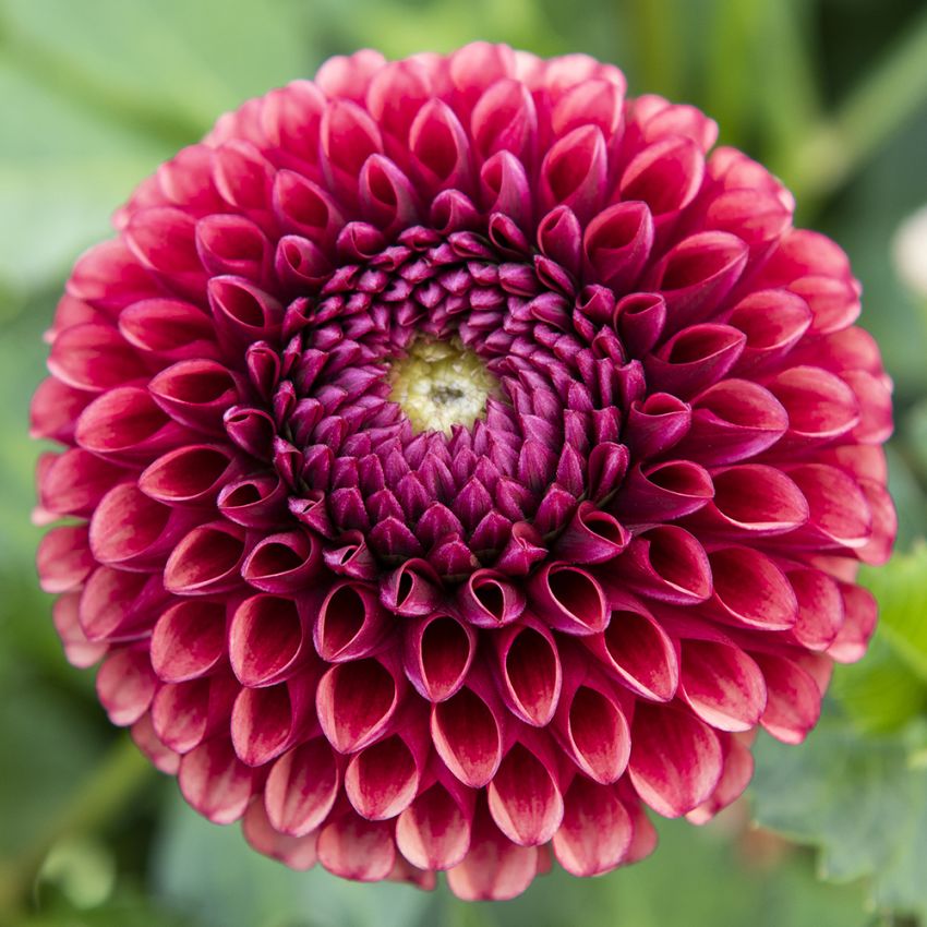 Pompondahlia ''''Copperboy'''' 1 st