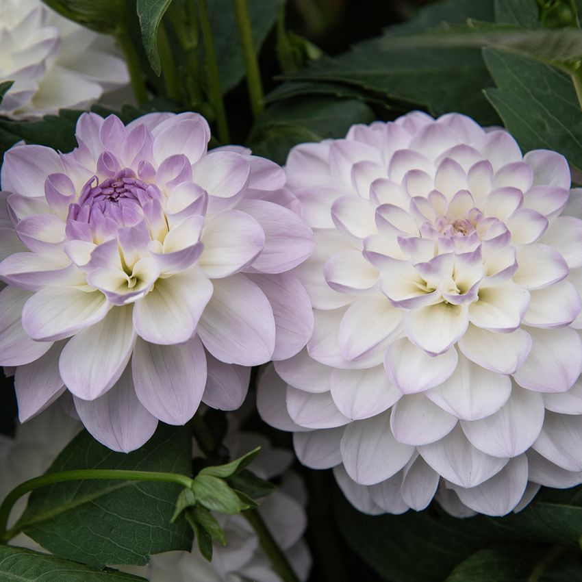 Dekorativdahlia ''Eveline'' 1 st